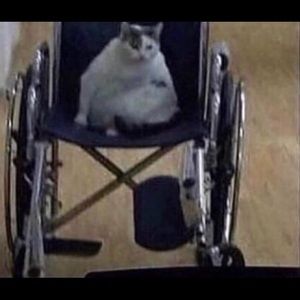 Meet your Posher, Cleatus